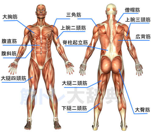 肌肉解剖.jpg